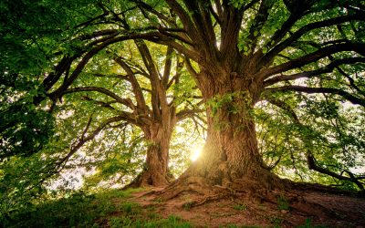 A árvore certa no lugar certo: como a arborização transforma as cidades